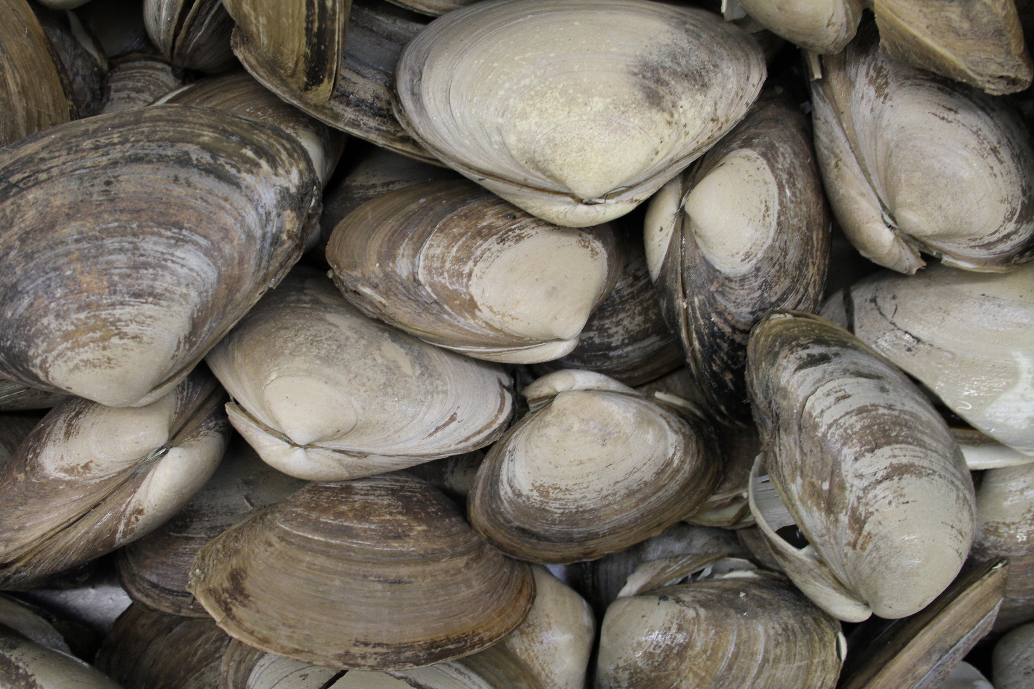 Close-up of a pile of clams with various shell colors.