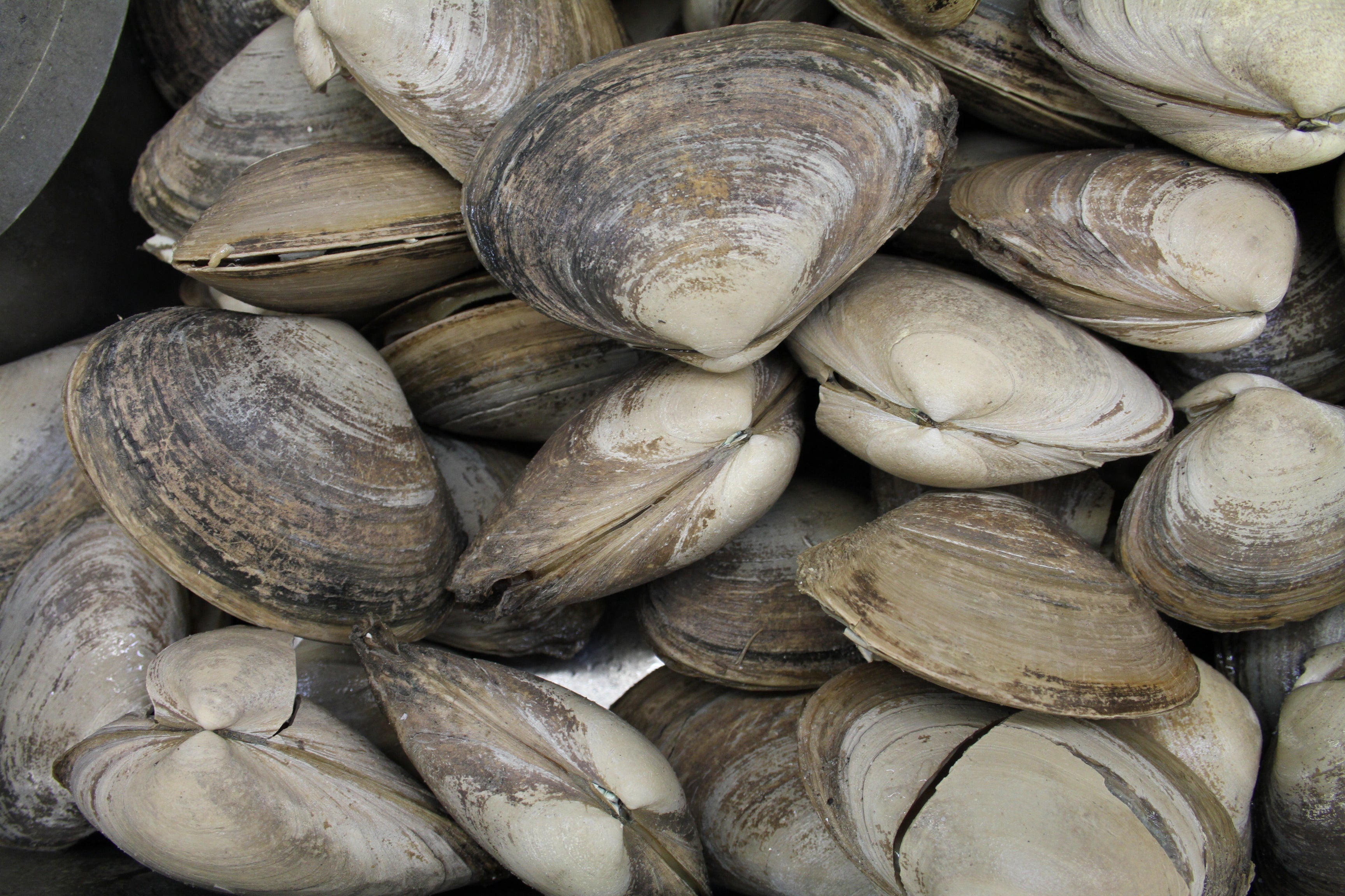 Close-up of a pile of clams with a dark background