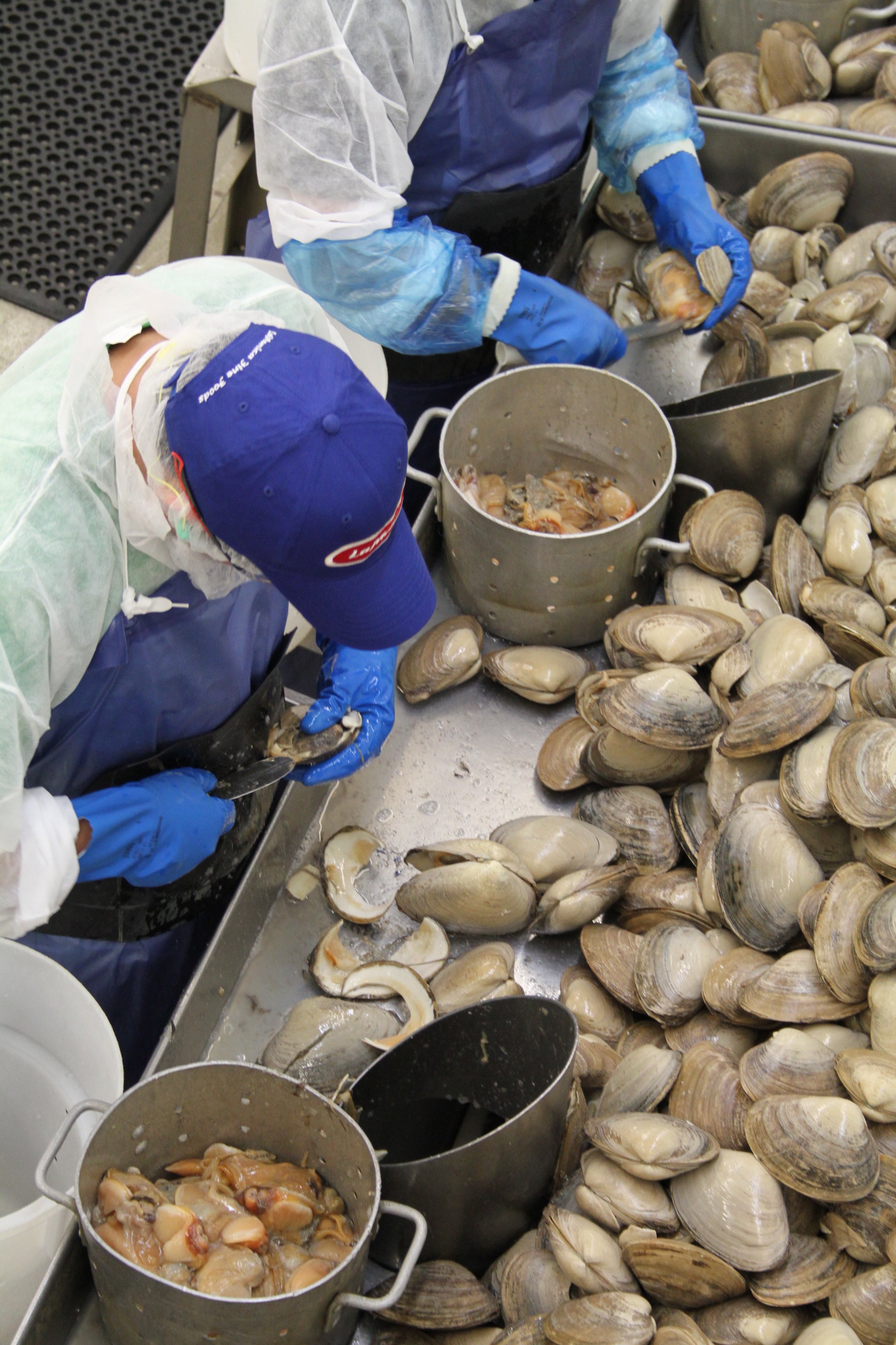 Workers hand-shucking clams