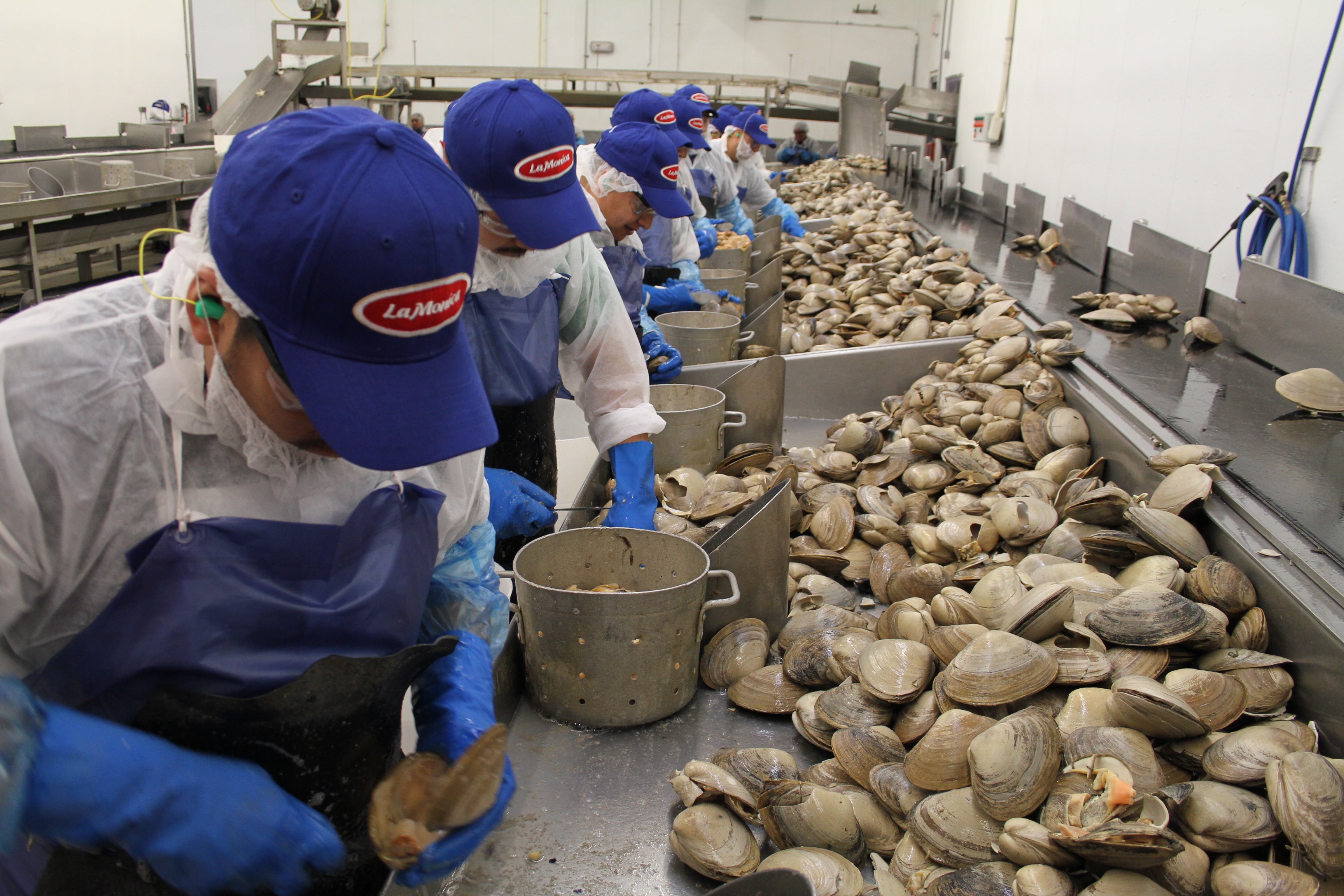 Workers processing clams in a seafood processing facility.