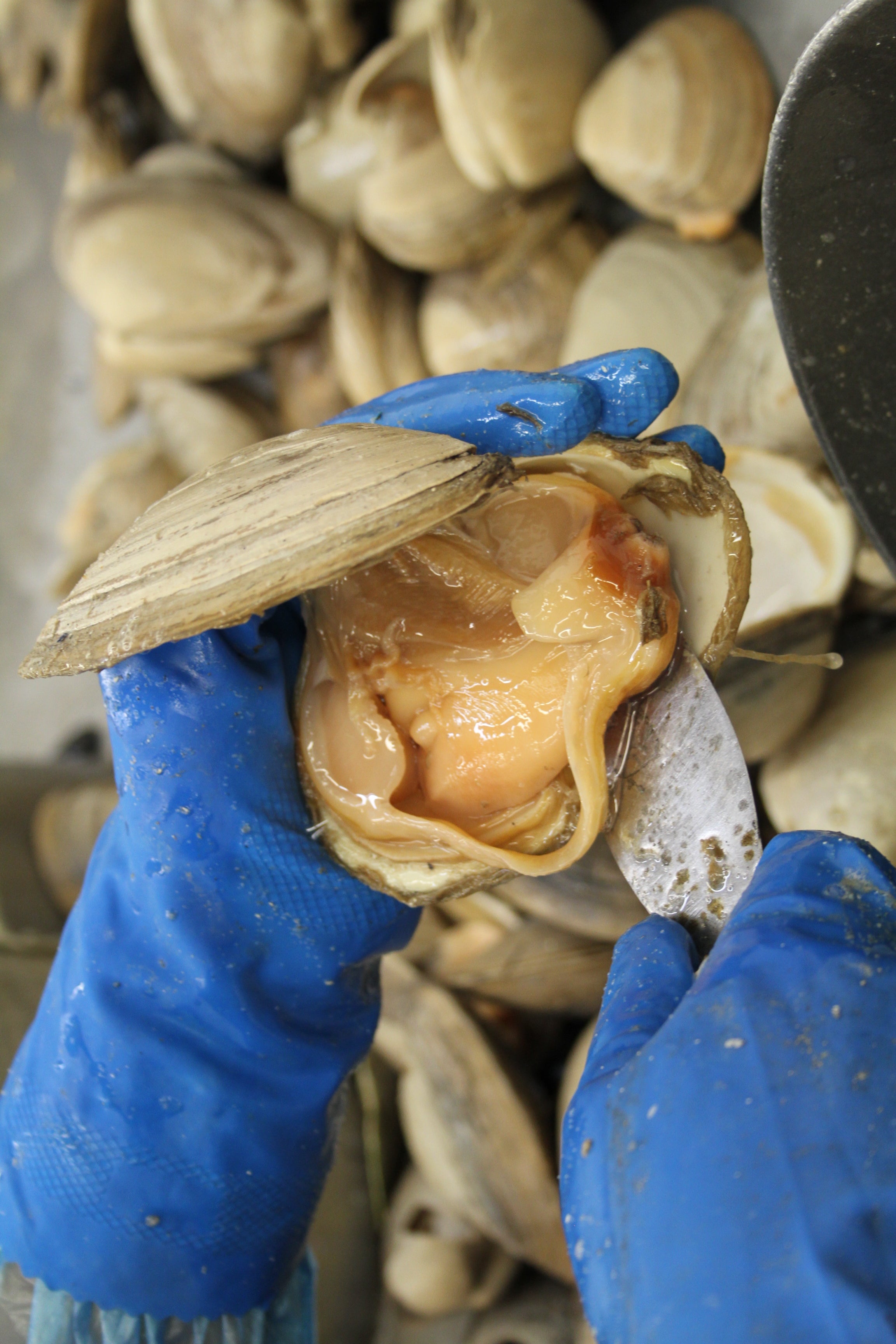 Up close shot of worker shucking clam
