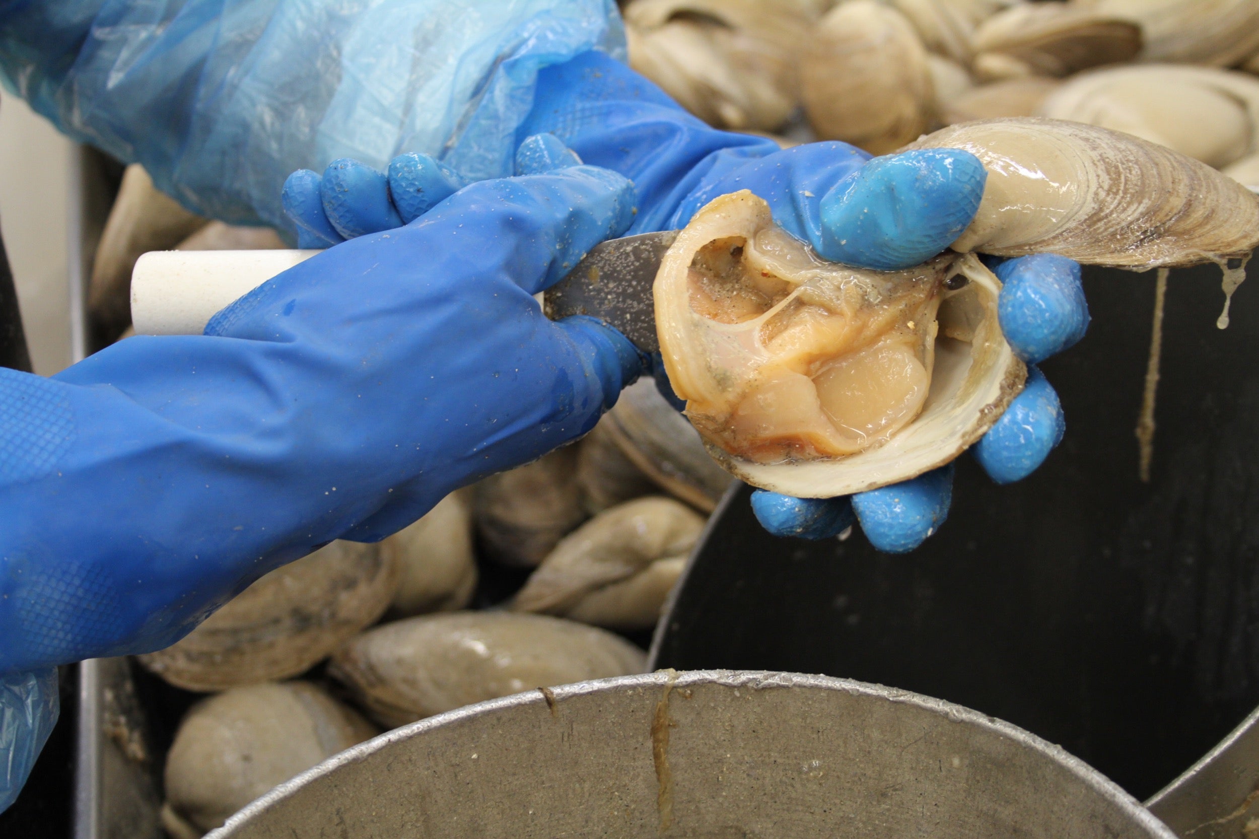 Worker hand shucking a clam